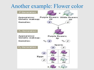 Another example: Flower color
 