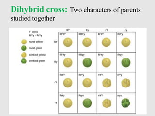 Dihybrid cross: Two characters of parents
studied together
 