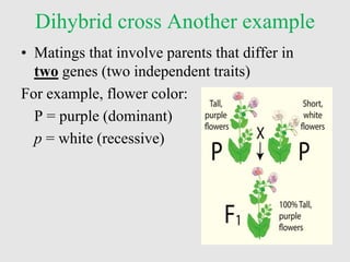 Dihybrid cross Another example
• Matings that involve parents that differ in
two genes (two independent traits)
For example, flower color:
P = purple (dominant)
p = white (recessive)
 