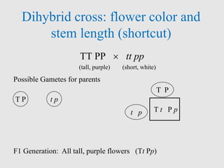 Dihybrid cross: flower color and
stem length (shortcut)
TT PP  tt pp
(tall, purple) (short, white)
Possible Gametes for parents
F1 Generation: All tall, purple flowers (Tt Pp)
T t P p
T P t p
T P
t p
 