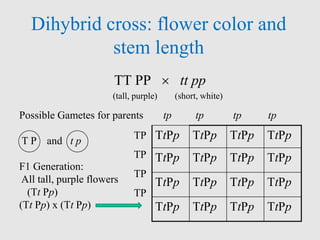 Dihybrid cross: flower color and
stem length
TT PP  tt pp
(tall, purple) (short, white)
Possible Gametes for parents
T P and t p
F1 Generation:
All tall, purple flowers
(Tt Pp)
(Tt Pp) x (Tt Pp)
TtPp TtPp TtPp TtPp
TtPp TtPp TtPp TtPp
TtPp TtPp TtPp TtPp
TtPp TtPp TtPp TtPp
tp tp tp tp
TP
TP
TP
TP
 