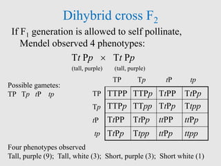 Dihybrid cross F2
If F1 generation is allowed to self pollinate,
Mendel observed 4 phenotypes:
Tt Pp  Tt Pp
(tall, purple) (tall, purple)
Possible gametes:
TP Tp tP tp
Four phenotypes observed
Tall, purple (9); Tall, white (3); Short, purple (3); Short white (1)
TTPP TTPp TtPP TtPp
TTPp TTpp TtPp Ttpp
TtPP TtPp ttPP ttPp
TtPp Ttpp ttPp ttpp
TP Tp tP tp
TP
Tp
tP
tp
 