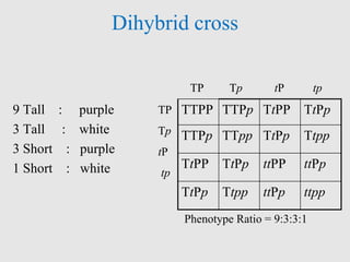 Dihybrid cross
9 Tall : purple
3 Tall : white
3 Short : purple
1 Short : white
TTPP TTPp TtPP TtPp
TTPp TTpp TtPp Ttpp
TtPP TtPp ttPP ttPp
TtPp Ttpp ttPp ttpp
TP Tp tP tp
TP
Tp
tP
tp
Phenotype Ratio = 9:3:3:1
 