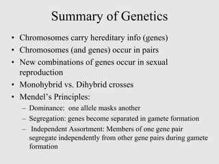 Summary of Genetics
• Chromosomes carry hereditary info (genes)
• Chromosomes (and genes) occur in pairs
• New combinations of genes occur in sexual
reproduction
• Monohybrid vs. Dihybrid crosses
• Mendel’s Principles:
– Dominance: one allele masks another
– Segregation: genes become separated in gamete formation
– Independent Assortment: Members of one gene pair
segregate independently from other gene pairs during gamete
formation
 