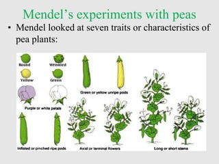 Mendel’s experiments with peas
• Mendel looked at seven traits or characteristics of
pea plants:
 