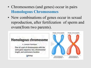 • Chromosomes (and genes) occur in pairs
Homologous Chromosomes
• New combinations of genes occur in sexual
reproduction, after fertilization of sperm and
ovum(from two parents).
 