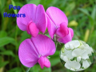 Copyright © by Holt, Rinehart and Winston. All rights reserved.
Resources
Chapter menu
 