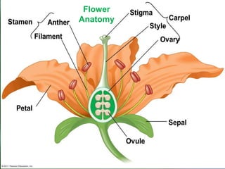 Copyright © by Holt, Rinehart and Winston. All rights reserved.
Resources
Chapter menu
Flower
Anatomy
 