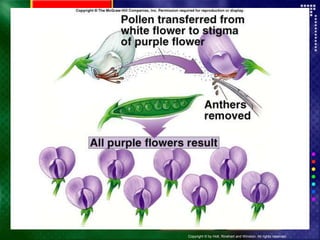 Copyright © by Holt, Rinehart and Winston. All rights reserved.
Resources
Chapter menu
 