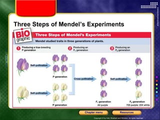 Copyright © by Holt, Rinehart and Winston. All rights reserved.
Resources
Chapter menu
Three Steps of Mendel’s Experiments
 
