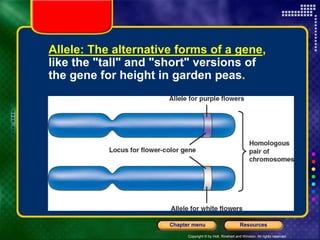 Copyright © by Holt, Rinehart and Winston. All rights reserved.
Resources
Chapter menu
Allele: The alternative forms of a gene,
like the "tall" and "short" versions of
the gene for height in garden peas.
 
