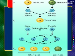 Copyright © by Holt, Rinehart and Winston. All rights reserved.
Resources
Chapter menu
 