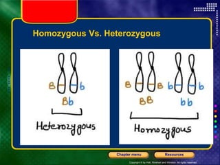 Copyright © by Holt, Rinehart and Winston. All rights reserved.
Resources
Chapter menu
Homozygous Vs. Heterozygous
 