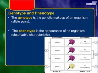 Copyright © by Holt, Rinehart and Winston. All rights reserved.
Resources
Chapter menu
Genotype and Phenotype
• The genotype is the genetic makeup of an organism
(allele pairs).
• The phenotype is the appearance of an organism
(observable characteristic).
 