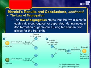 Copyright © by Holt, Rinehart and Winston. All rights reserved.
Resources
Chapter menu
Mendel’s Results and Conclusions, continued
• The Law of Segregation
– The law of segregation states that the two alleles for
each trait is segregated, or separated, during meiosis
(the formation of gametes). During fertilization, two
alleles for the trait unite.
 
