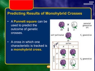 Copyright © by Holt, Rinehart and Winston. All rights reserved.
Resources
Chapter menu
Predicting Results of Monohybrid Crosses
• A Punnett square can be
used to predict the
outcome of genetic
crosses.
• A cross in which one
characteristic is tracked is
a monohybrid cross.
 
