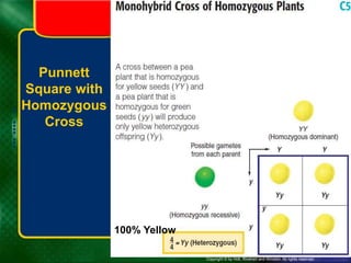 Copyright © by Holt, Rinehart and Winston. All rights reserved.
Resources
Chapter menu
Punnett
Square with
Homozygous
Cross
100% Yellow
 