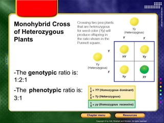 Copyright © by Holt, Rinehart and Winston. All rights reserved.
Resources
Chapter menu
Monohybrid Cross
of Heterozygous
Plants
-The genotypic ratio is:
1:2:1
-The phenotypic ratio is:
3:1
 