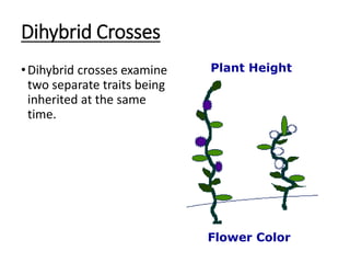 Dihybrid Crosses
•Dihybrid crosses examine
two separate traits being
inherited at the same
time.
Plant Height
Flower Color
 