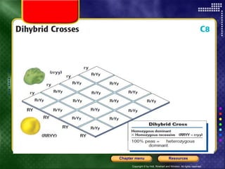 Copyright © by Holt, Rinehart and Winston. All rights reserved.
Resources
Chapter menu
Dihybrid Crosses
 