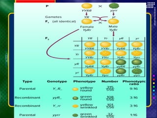 Copyright © by Holt, Rinehart and Winston. All rights reserved.
Resources
Chapter menu
 
