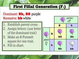 Mendelian Genetics Powerpoint Presentation.pdf