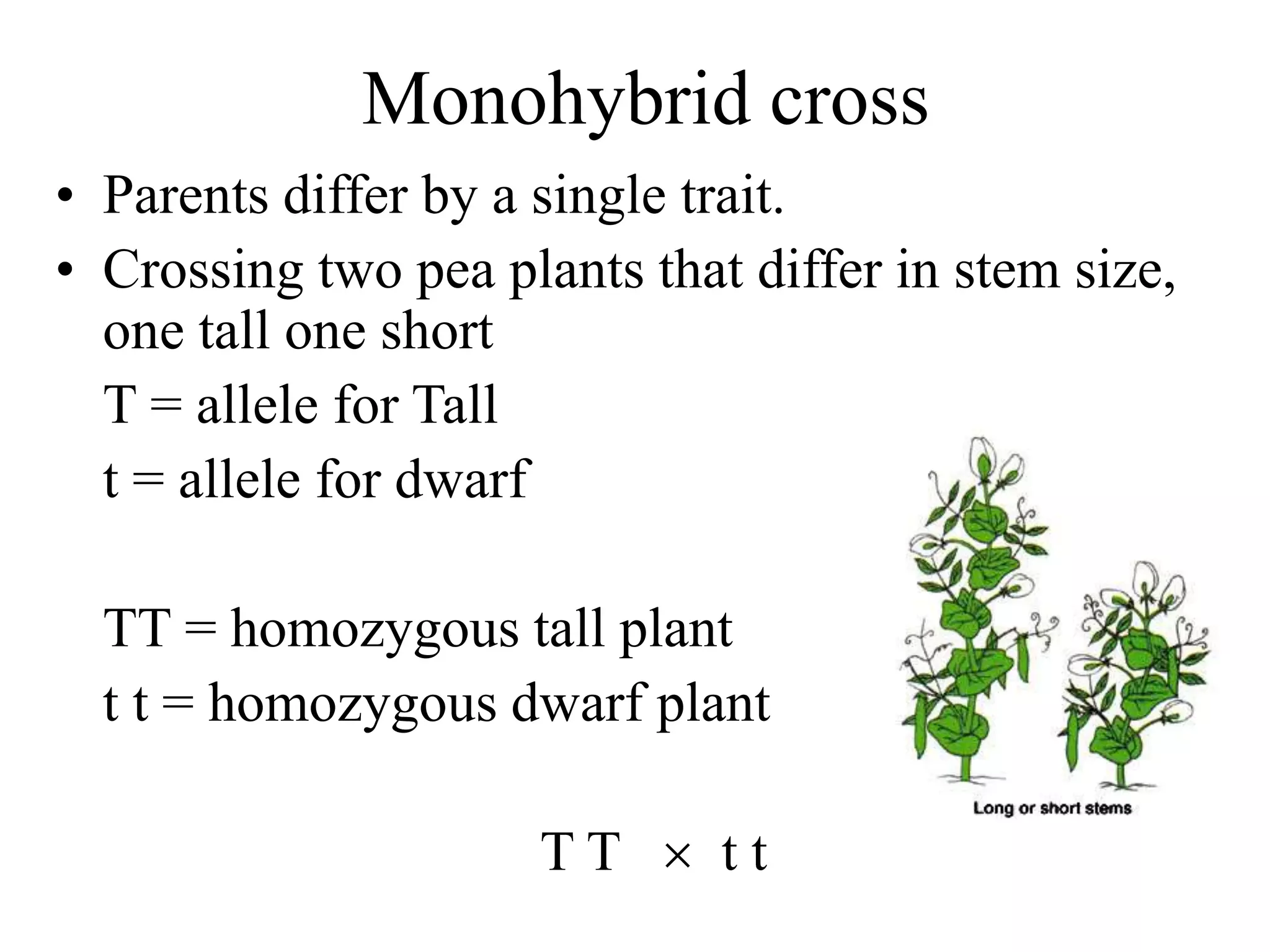 Monohybrid cross
• Parents differ by a single trait.
• Crossing two pea plants that differ in stem size,
one tall one short
T = allele for Tall
t = allele for dwarf
TT = homozygous tall plant
t t = homozygous dwarf plant
T T  t t
 