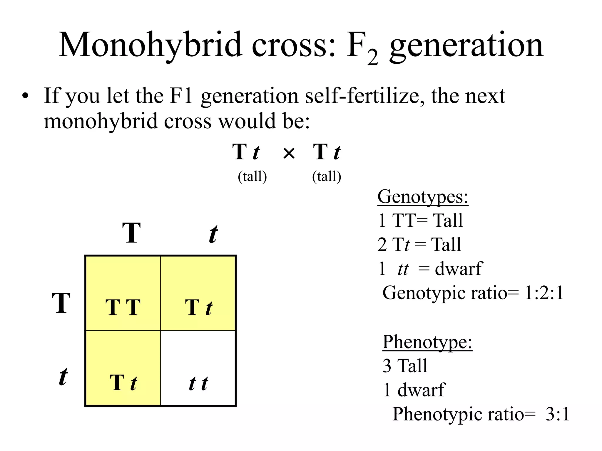 Monohybrid cross: F2 generation
• If you let the F1 generation self-fertilize, the next
monohybrid cross would be:
T t  T t
(tall) (tall)
T T T t
T t t t
T t
T
t
Genotypes:
1 TT= Tall
2 Tt = Tall
1 tt = dwarf
Genotypic ratio= 1:2:1
Phenotype:
3 Tall
1 dwarf
Phenotypic ratio= 3:1
 
