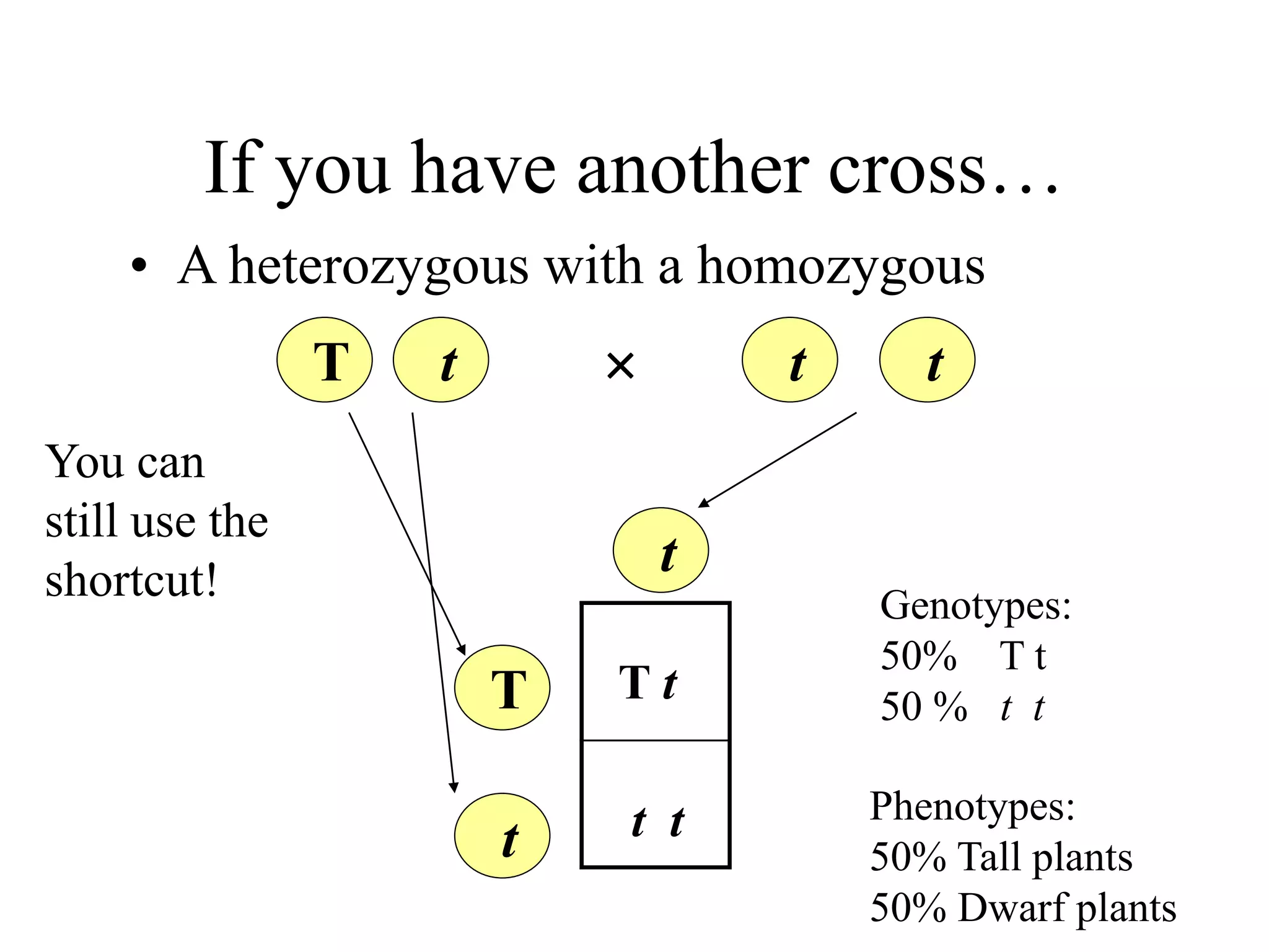 If you have another cross…
• A heterozygous with a homozygous
T t t t

T
t
t
T t
t t
Genotypes:
50% T t
50 % t t
Phenotypes:
50% Tall plants
50% Dwarf plants
You can
still use the
shortcut!
 