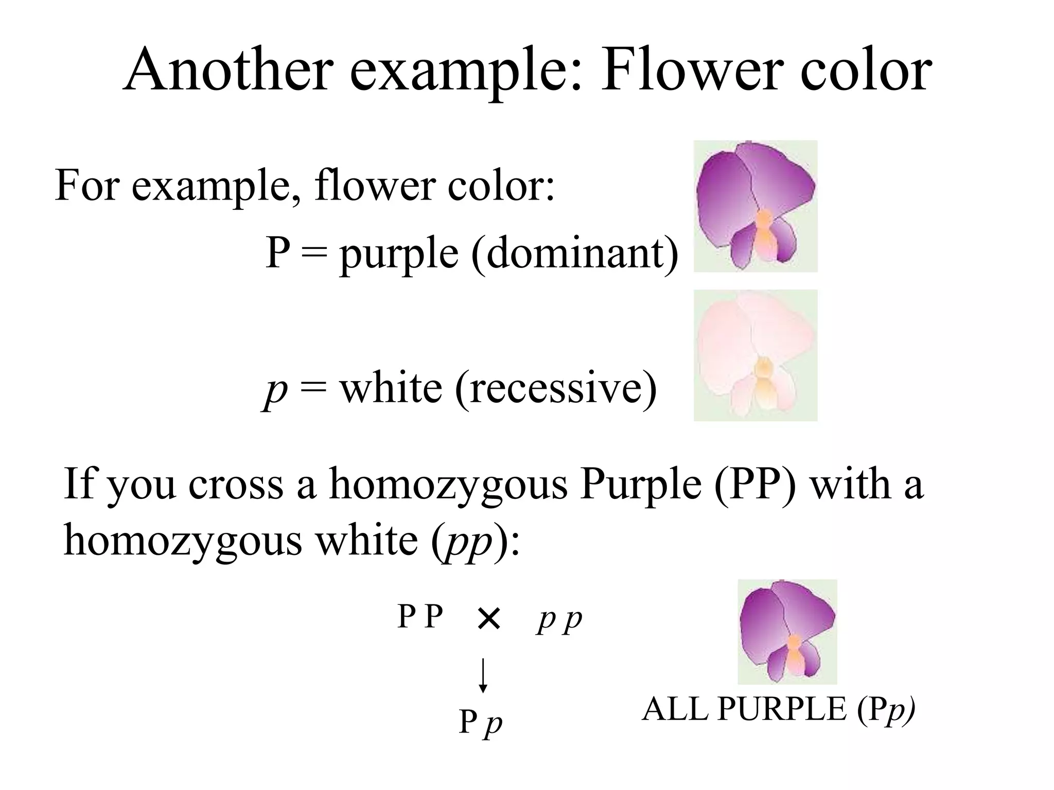 Another example: Flower color
For example, flower color:
P = purple (dominant)
p = white (recessive)
If you cross a homozygous Purple (PP) with a
homozygous white (pp):

P P p p
P p ALL PURPLE (Pp)
 