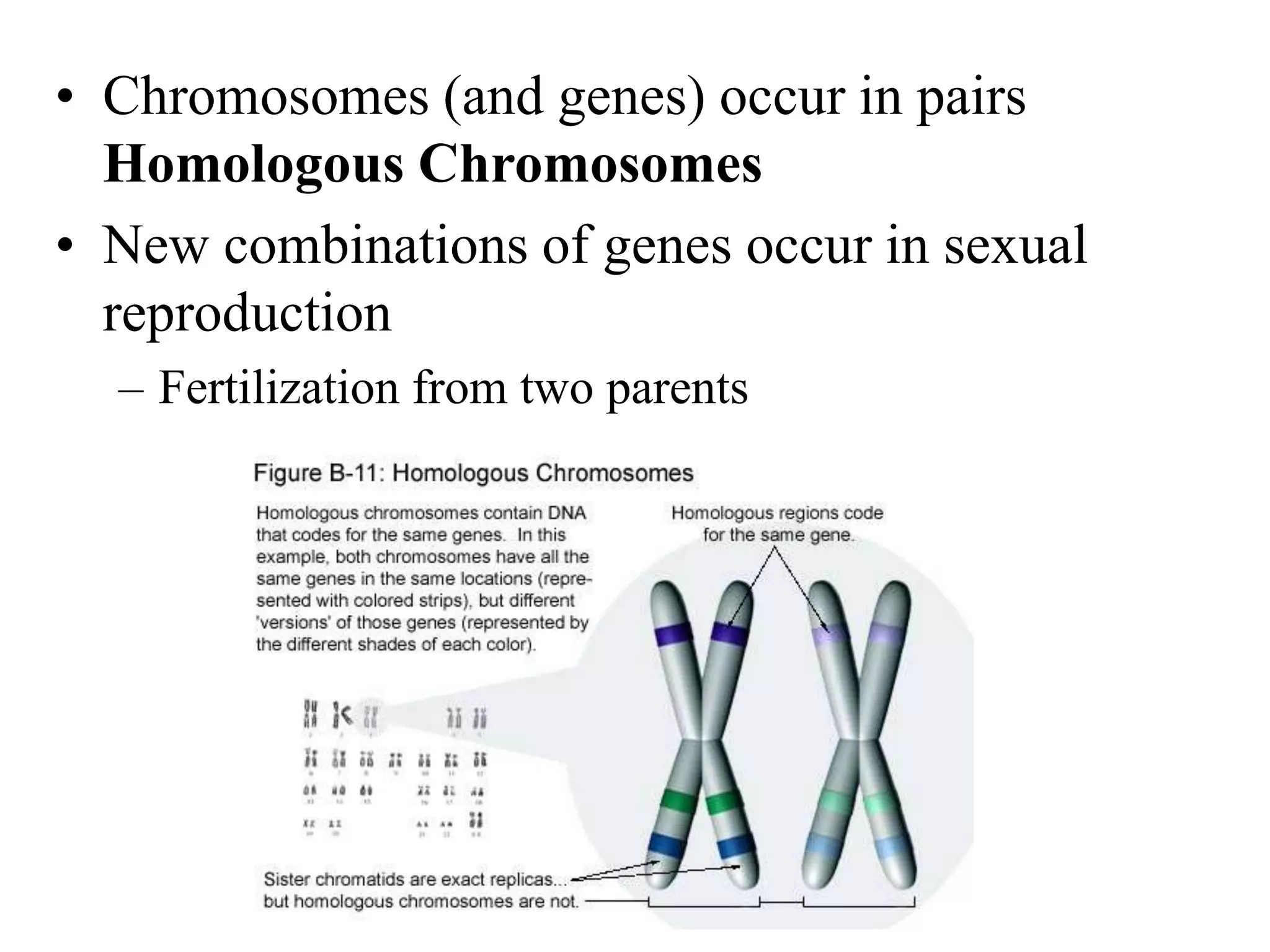 • Chromosomes (and genes) occur in pairs
Homologous Chromosomes
• New combinations of genes occur in sexual
reproduction
– Fertilization from two parents
 