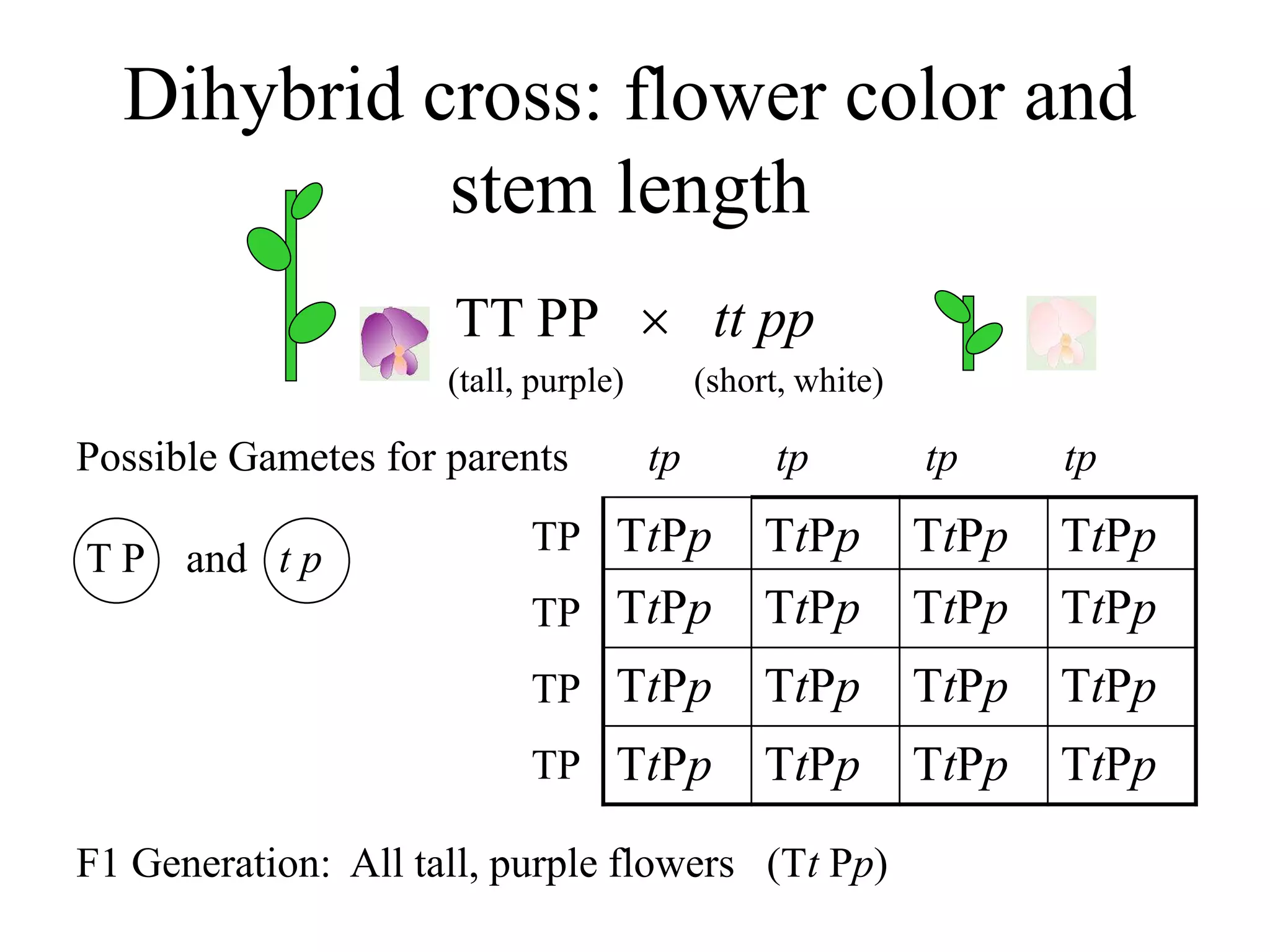 Dihybrid cross: flower color and
stem length
TT PP  tt pp
(tall, purple) (short, white)
Possible Gametes for parents
T P and t p
F1 Generation: All tall, purple flowers (Tt Pp)
TtPp TtPp TtPp TtPp
TtPp TtPp TtPp TtPp
TtPp TtPp TtPp TtPp
TtPp TtPp TtPp TtPp
tp tp tp tp
TP
TP
TP
TP
 