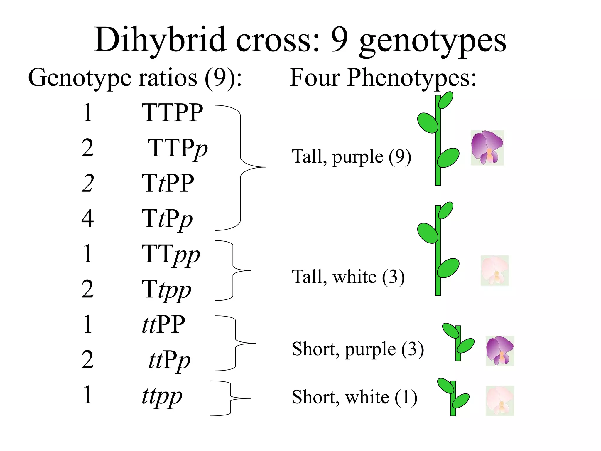 Genotype ratios (9): Four Phenotypes:
1 TTPP
2 TTPp
2 TtPP
4 TtPp
1 TTpp
2 Ttpp
1 ttPP
2 ttPp
1 ttpp
Dihybrid cross: 9 genotypes
Tall, purple (9)
Tall, white (3)
Short, purple (3)
Short, white (1)
 