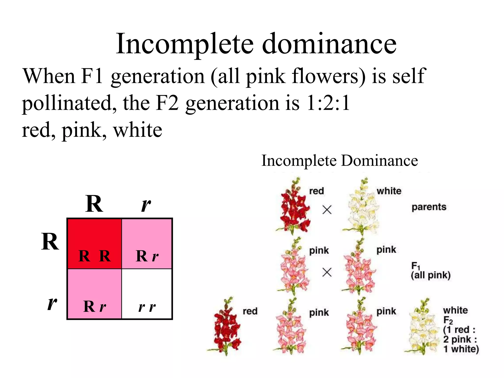 Incomplete dominance
Incomplete Dominance
When F1 generation (all pink flowers) is self
pollinated, the F2 generation is 1:2:1
red, pink, white
R R R r
R r r r
R r
R
r
 