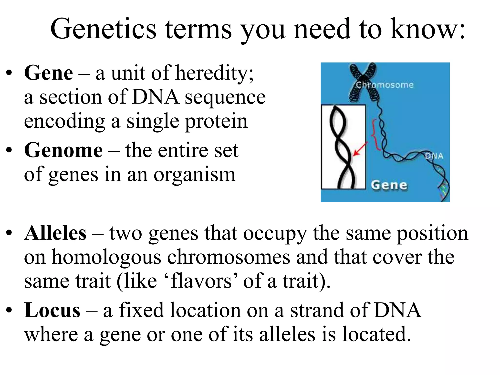Genetics terms you need to know:
• Gene – a unit of heredity;
a section of DNA sequence
encoding a single protein
• Genome – the entire set
of genes in an organism
• Alleles – two genes that occupy the same position
on homologous chromosomes and that cover the
same trait (like ‘flavors’ of a trait).
• Locus – a fixed location on a strand of DNA
where a gene or one of its alleles is located.
 