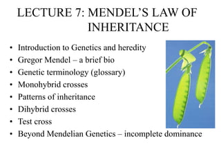 LECTURE 7: MENDEL’S LAW OF
INHERITANCE
• Introduction to Genetics and heredity
• Gregor Mendel – a brief bio
• Genetic terminology (glossary)
• Monohybrid crosses
• Patterns of inheritance
• Dihybrid crosses
• Test cross
• Beyond Mendelian Genetics – incomplete dominance
 