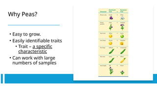 mendelian genetics 2 &non mendelian.pptx