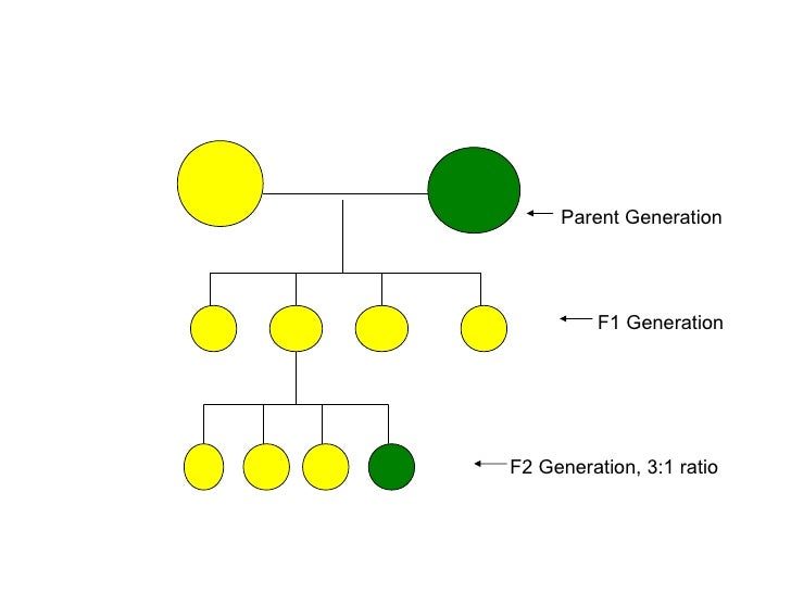 Mendelian Genetics Basics Fernando mendelian-genetics-basics-fernando