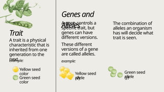 Control Trait Examples Mendelian Genetics: Understanding Traits, Genotypes & Phenotypes | PPTX