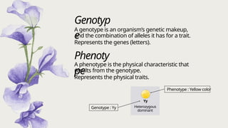 Mendelian Genetics: Understanding Traits, Genotypes & Phenotypes | PPTX