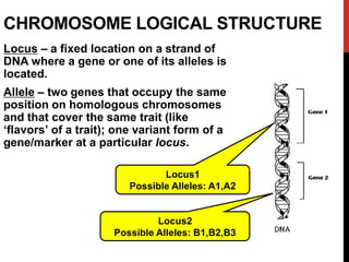 Mendelian Genetics | PPT