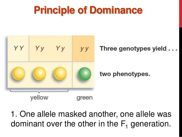 principle of dominance major magdalene project org principle of dominance