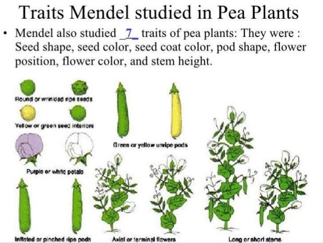 mendelian inheritance