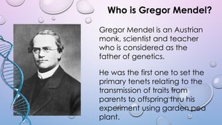 Who is Gregor Mendel?
Gregor Mendel is an Austrian
monk, scientist and teacher
who is considered as the
father of genetics.
He was the first one to set the
primary tenets relating to the
transmission of traits from
parents to offspring thru his
experiment using garden pea
plant.
 