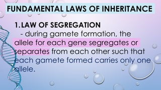 FUNDAMENTAL LAWS OF INHERITANCE
1.LAW OF SEGREGATION
- during gamete formation, the
allele for each gene segregates or
separates from each other such that
each gamete formed carries only one
allele.
 