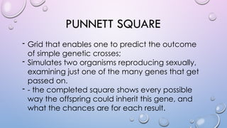 PUNNETT SQUARE
- Grid that enables one to predict the outcome
of simple genetic crosses;
- Simulates two organisms reproducing sexually,
examining just one of the many genes that get
passed on.
- - the completed square shows every possible
way the offspring could inherit this gene, and
what the chances are for each result.
 