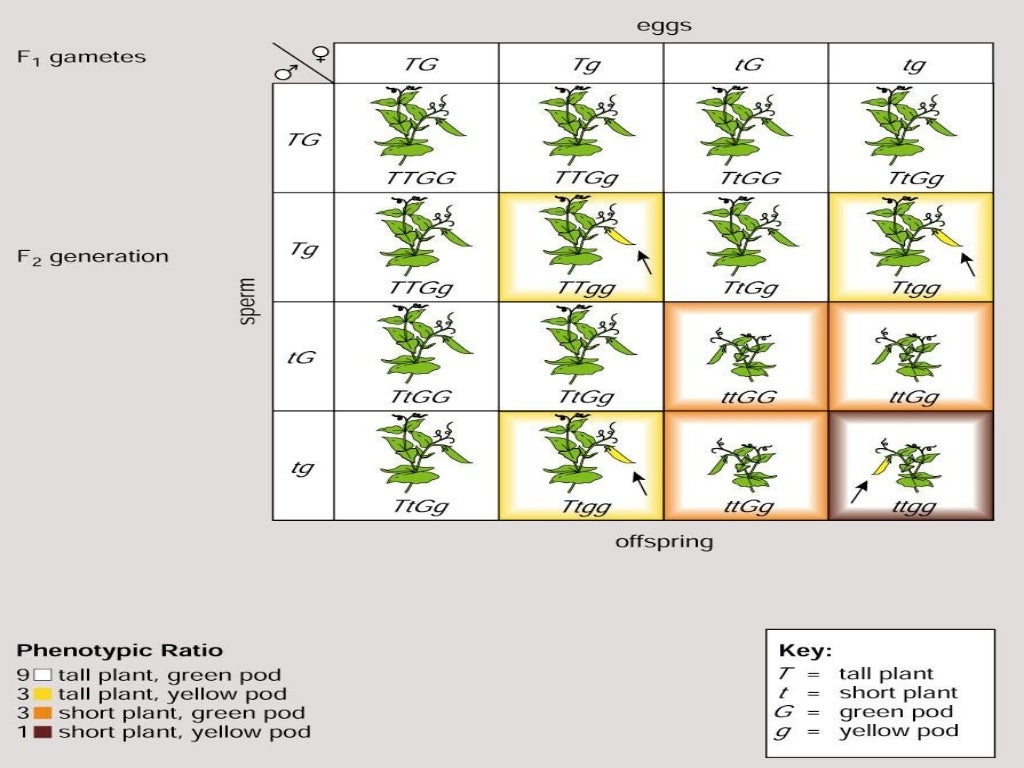 Mendelian patterns of inheritance