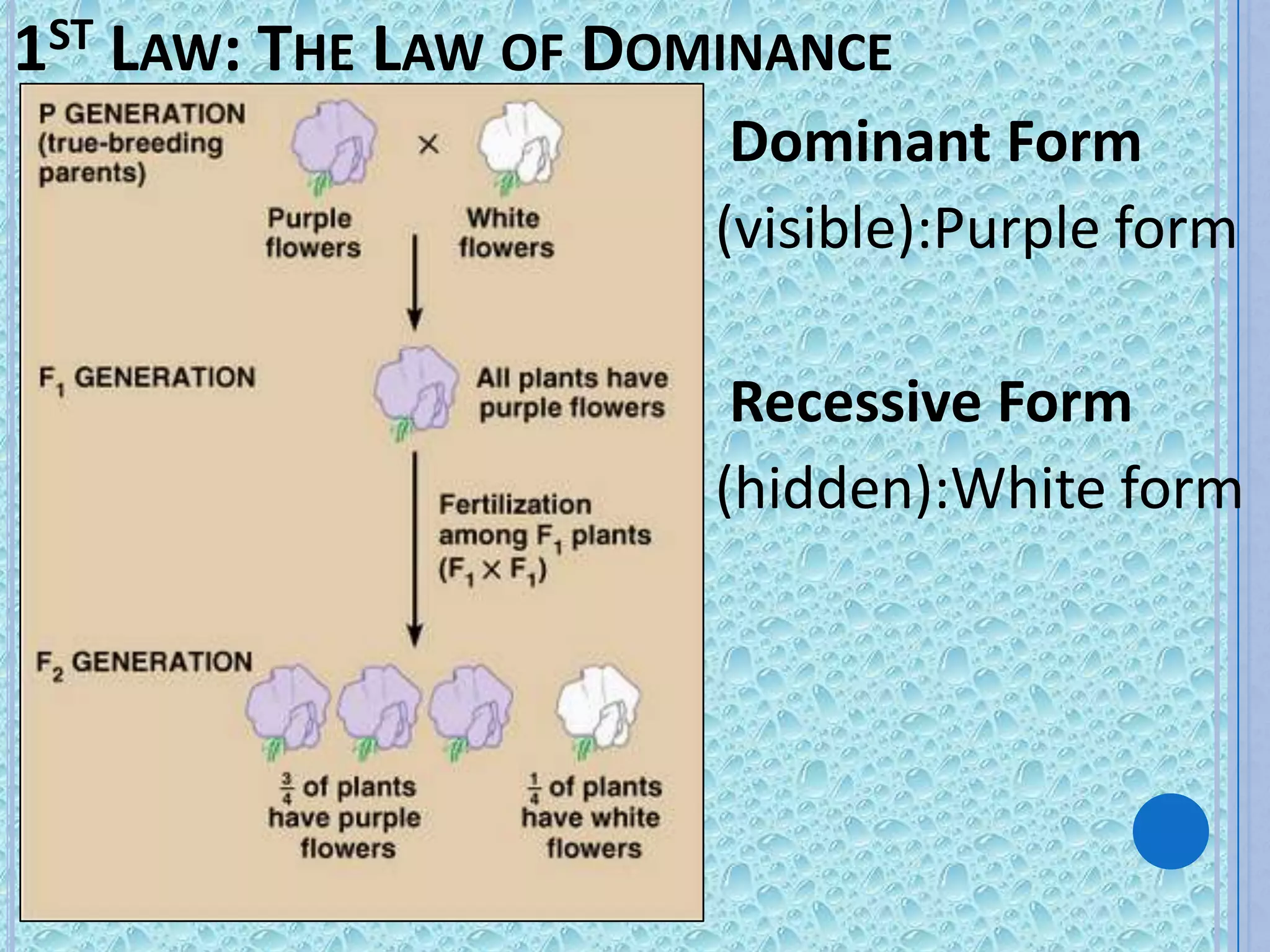 1ST LAW: THE LAW OF DOMINANCE
                        Dominant Form
                       (visible):Purple form

                        Recessive Form
                       (hidden):White form
 