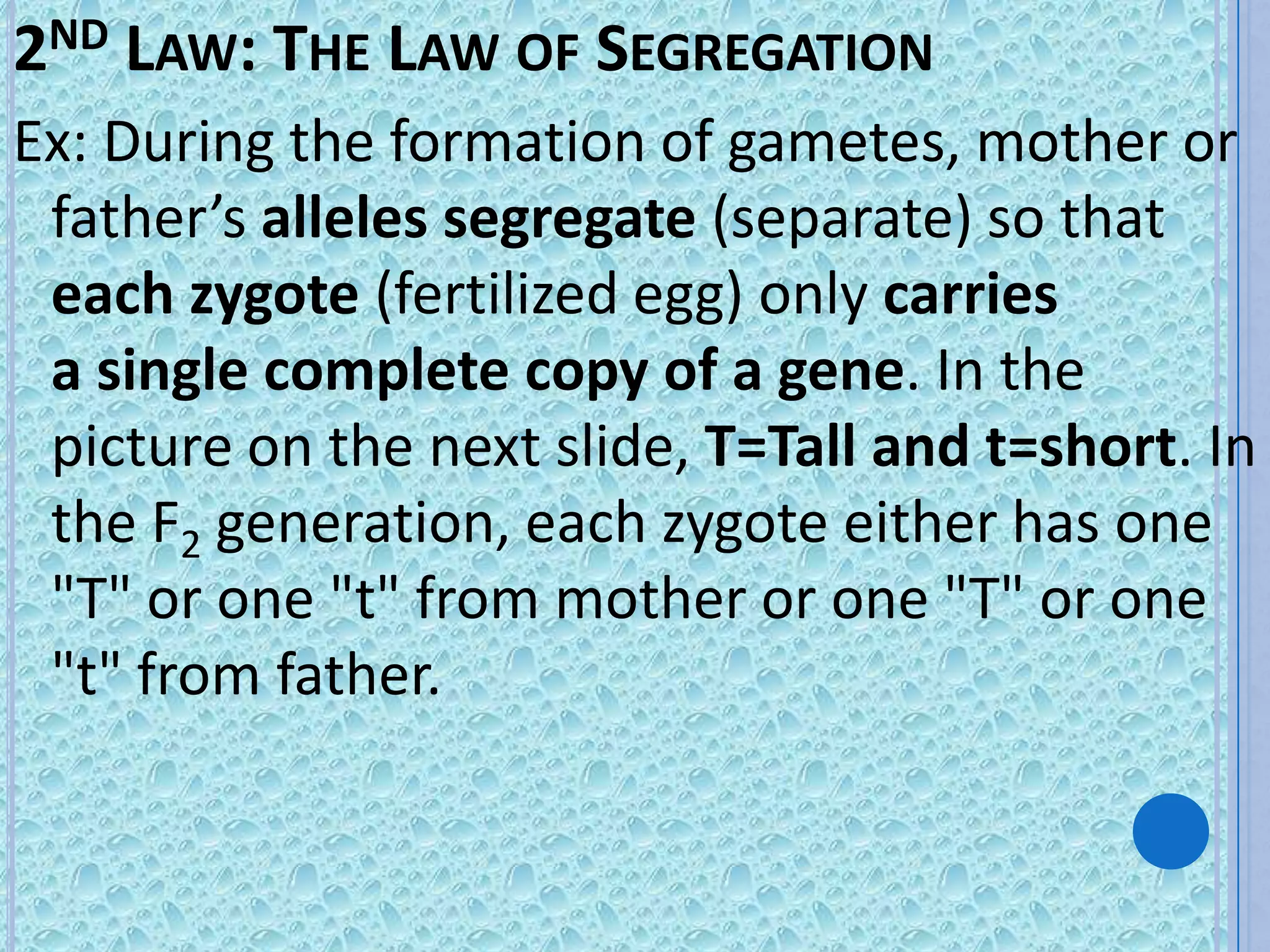 2ND LAW: THE LAW OF SEGREGATION
Ex: During the formation of gametes, mother or
 father’s alleles segregate (separate) so that
 each zygote (fertilized egg) only carries
 a single complete copy of a gene. In the
 picture on the next slide, T=Tall and t=short. In
 the F2 generation, each zygote either has one
 "T" or one "t" from mother or one "T" or one
 "t" from father.
 