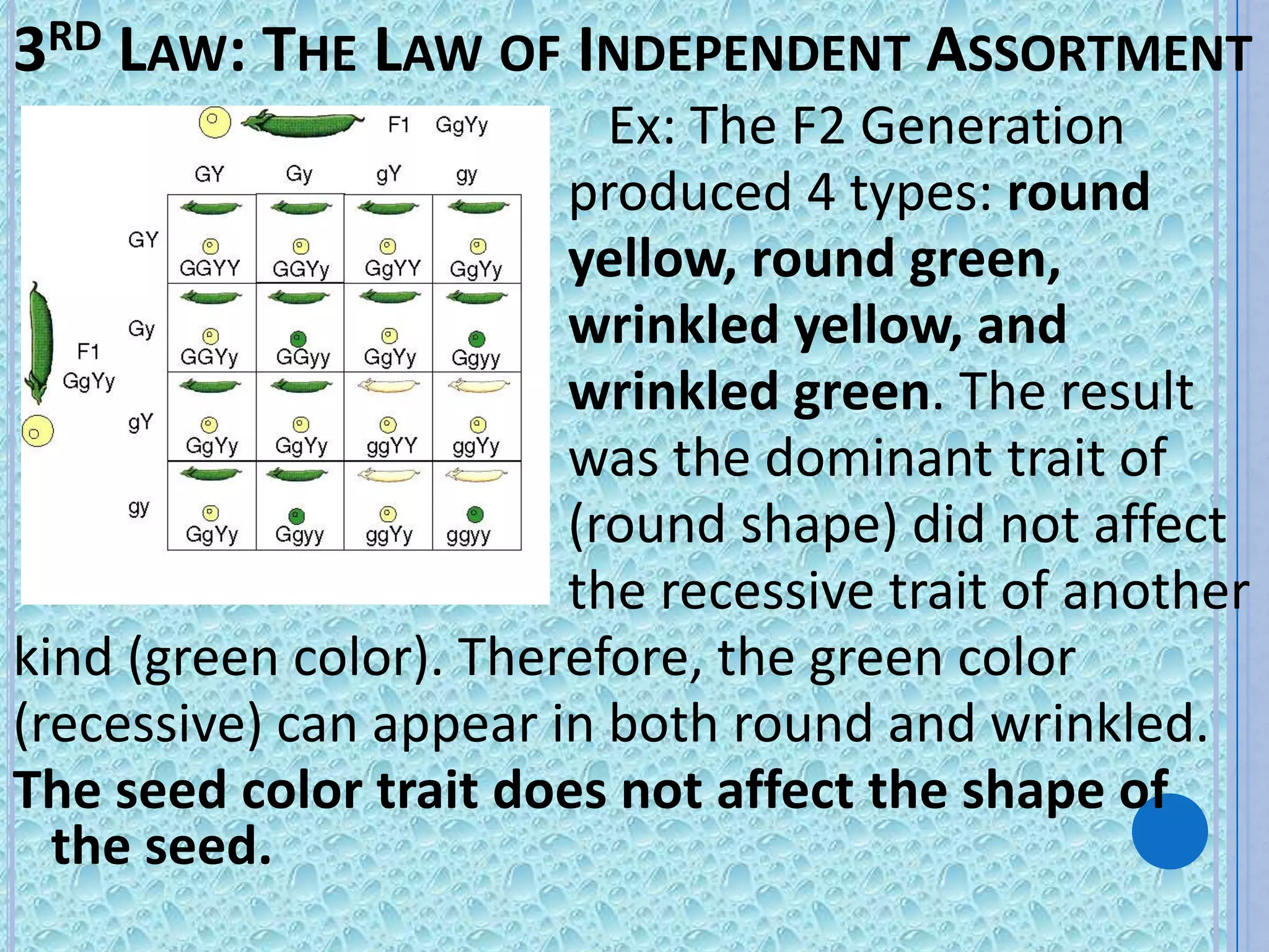 3RD LAW: THE LAW OF INDEPENDENT ASSORTMENT
                          Ex: The F2 Generation
                        produced 4 types: round
                        yellow, round green,
                        wrinkled yellow, and
                        wrinkled green. The result
                        was the dominant trait of
                        (round shape) did not affect
                        the recessive trait of another
kind (green color). Therefore, the green color
(recessive) can appear in both round and wrinkled.
The seed color trait does not affect the shape of
  the seed.
 